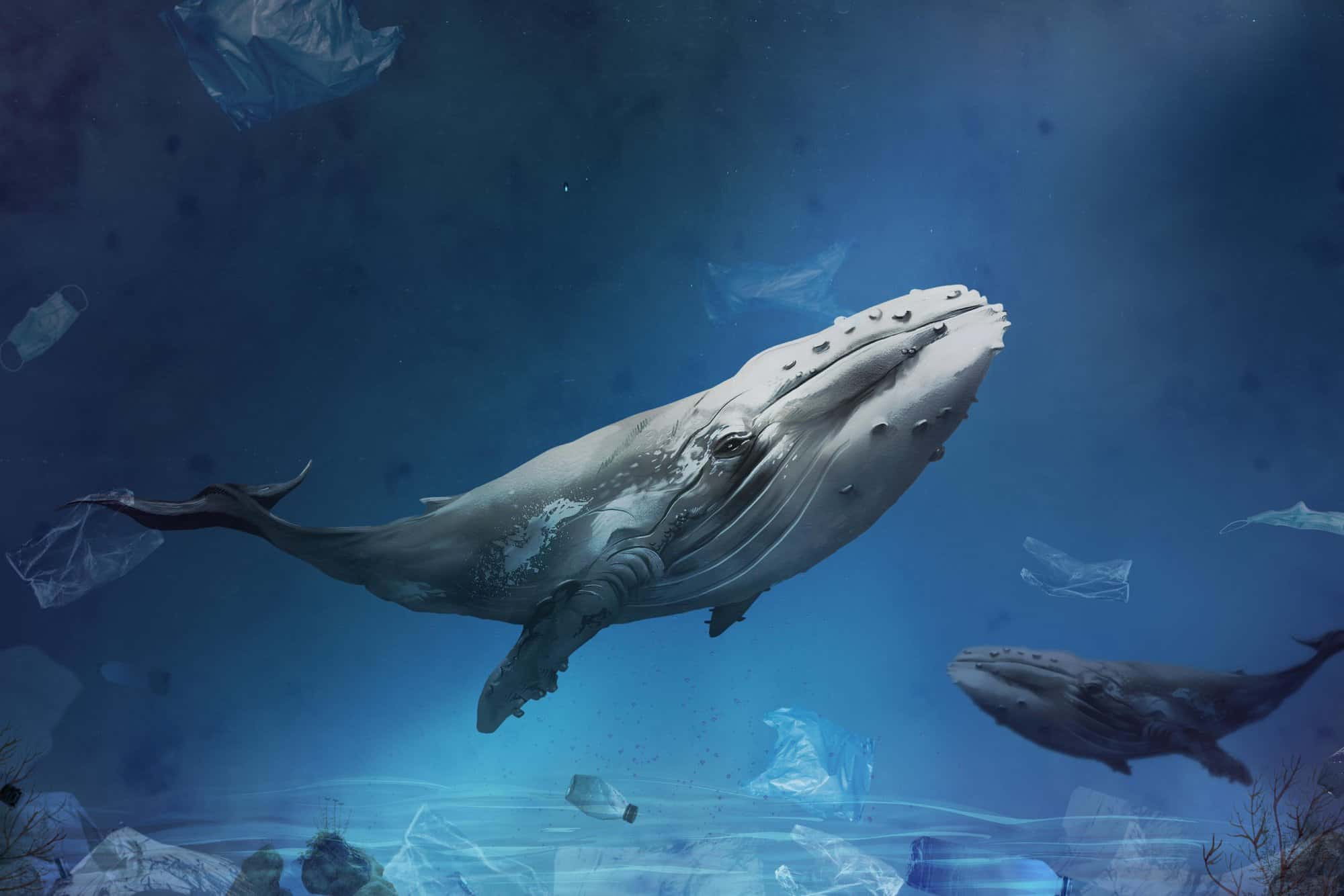 Pela primeira vez uma baleia-azul é vista amamentando seu filhote - assista