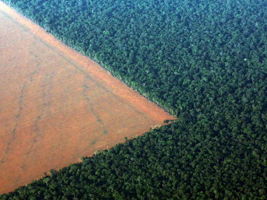 Desmatamento em Mato Grosso cai 43% em 2024, mas estado segue entre os líderes nacionais da devastação