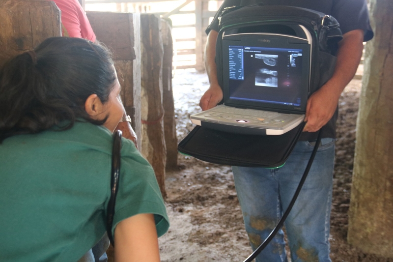 Prefeitura de Sinop oferta serviços veterinários gratuitos para fortalecer a produção rural