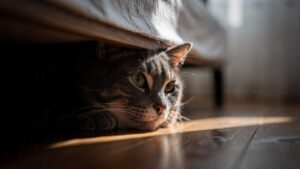 Por que seu gato se esconde com tanta frequência?