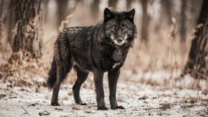 O motivo para os animais de cor preta serem mais resistentes e agirem de forma diferente no bando