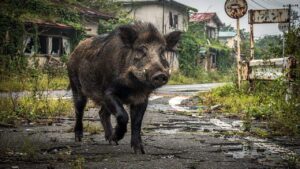 encontraram uma nova espécie que mistura porco e javali selvagem