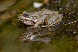 Quanto mais quente, mais sensual fica o canto dos sapos