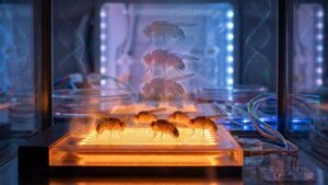 Cientistas confirmam um efeito inesperado do calor: as moscas herdam uma mudança genética que ninguém esperava