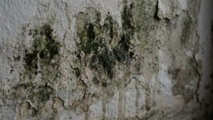 A solução para eliminar mofo da sua parede e acabar com as manchas de vez