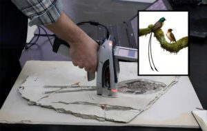 Cientistas descobrem nova ave da época dos dinossauros