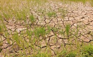 El Niño em fase inicial faz Amazonas decretar alerta climático diante de risco de seca e calor extremo