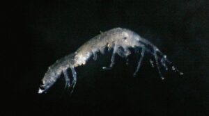 Camarões cegos: novas espécies são achadas em cavernas do Japão