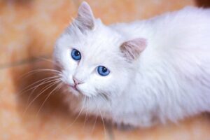 Gatos podem estar ficando mais dóceis com a convivência humana